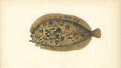 Постер Bloch's Topknot 1