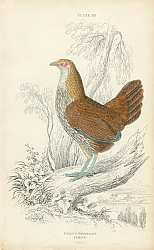 Постер Gallus Sonnerati 1