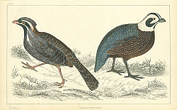 Постер Goldsmith's Birds №1