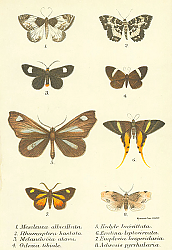 Постер Mesoleuca albicillata