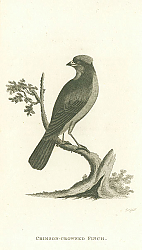 Постер Crimson-Crowned Finch