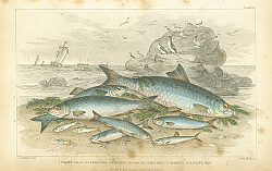 Постер Twaite Shad, Herrings, Sprats or Garvies, Pilchard, Anchovy, White Bait 1