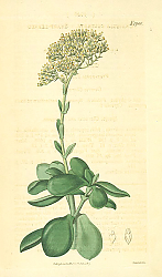 Постер Curtis Ботаника №70