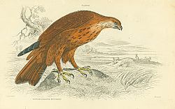 Постер Rough Legged Buzzard