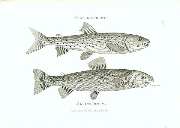 Salvelin Trout, Alpine Trout