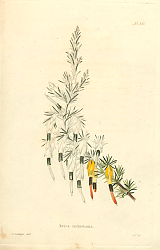 Постер Erica Melastoma 1