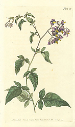 Постер Curtis Ботаника №36