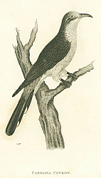 Постер Carolina Cuckow