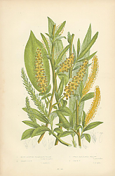 Постер Blunt-stibuled Traindrous Willow, Sharp s.t.w., Sweet Bay-leaved Willow, Crack w. 1