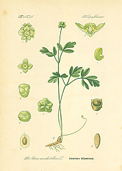 Постер Caprifoliaceae, Adoxa moschatellina 1 Постер Caprifoliaceae, Adoxa moschatellina 1