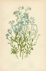 Постер Creeping Water Scorpion, c.w.s.g. Ir Forget Me Not, Tufted Water s.g., Rock s.g., Upright Wood s.g., 1