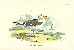 Постер Lesser Black-Backed Gull 1