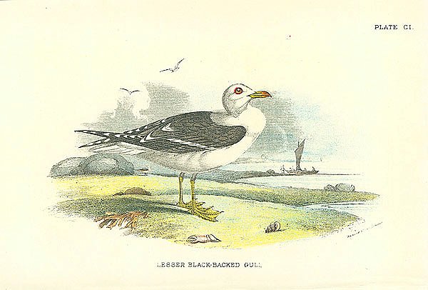 Lesser Black-Backed Gull 1