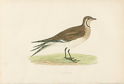 Постер Pratincole 1