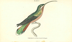 Постер Trochilus Superciliosus Female
