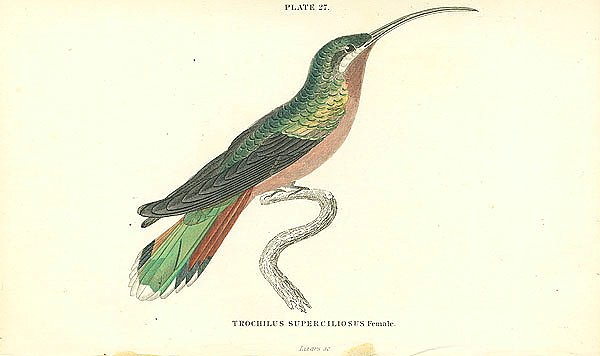 Trochilus Superciliosus Female