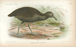 Постер Chetura Ussheri 1