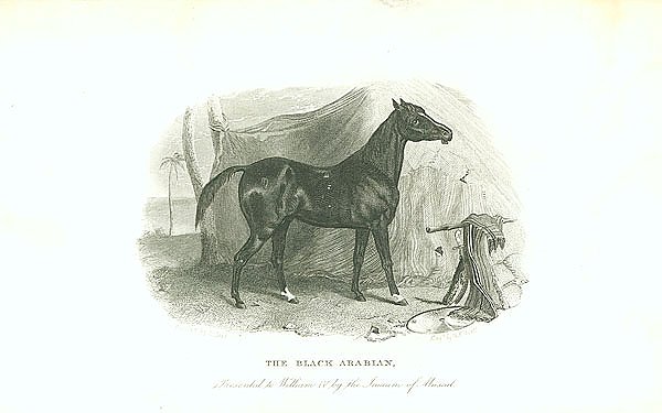The Black Arabian