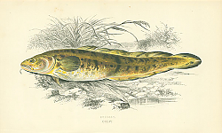 Постер Burbolt