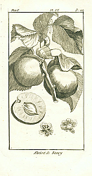 Постер Abricot de Nancy