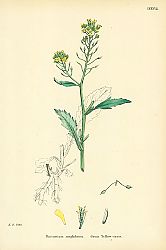 Постер Nasturtium Amphibium. Great Yellow-cress. Постер Nasturtium Amphibium. Great Yellow-cress.