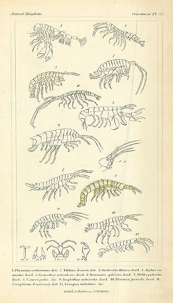 Crustacea №3