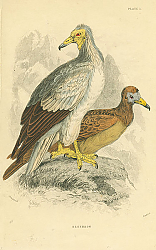 Постер Neophron 1