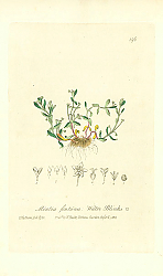 Постер Montia fontana. Water Blinks