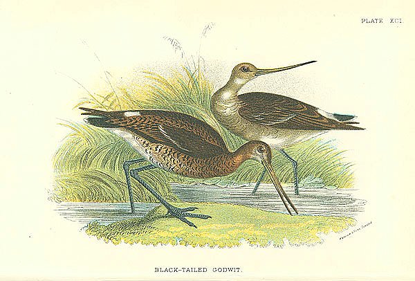 Black-Tailed Godwit
