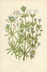 Постер Rough Fruited Corn Bed-straw, Goose Grass, Blue Field Madder, Sweet Woodruff, Small w., Field w. 1