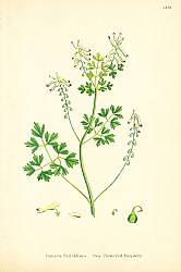 Постер Fumaria Pallidiflora. Pale flowered Fumitory Постер Fumaria Pallidiflora. Pale flowered Fumitory