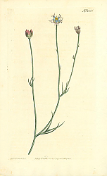 Постер Curtis Ботаника №73