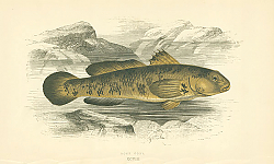 Постер Rock Goby