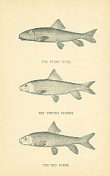 Постер The Stone Toter, The Striped Sucker, The Red Horse 2