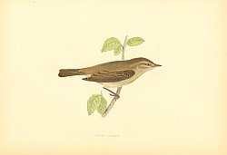 Постер Chiff Chaff 4