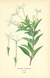 Постер Bouvardia Longiflora 1