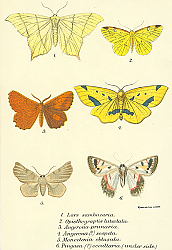 Постер Lars sambucaria