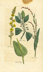 Постер Agrimony, Black Alder, Oldders Tongue, Arsesmar 1 Постер Agrimony, Black Alder, Oldders Tongue, Arsesmar 1
