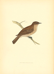 Постер Spotted Flycatcher 4