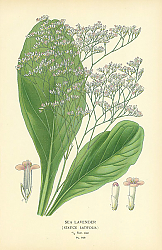 Постер Sea Lavander (Statice Latifolia) 1