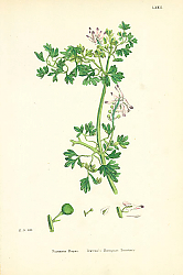 Постер Fumaria Boraei. Boreau's Rempant Fumitory Постер Fumaria Boraei. Boreau's Rempant Fumitory