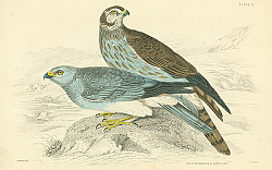 Постер Hen Harrier & Ringtail