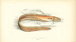 Постер Drummond's Echiodon