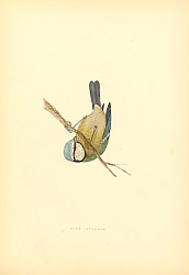 Постер Blue Titmouse 1
