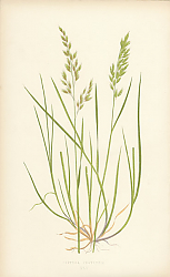 Постер Festuca Pratensis 1