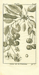 Постер Cerise de la Toussaint