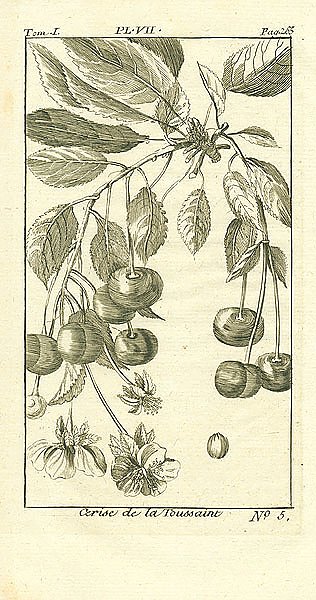 Cerise de la Toussaint