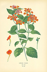 Постер Lantana Camara 1