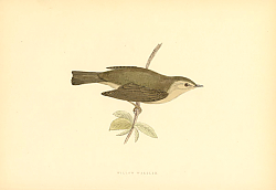 Постер Willow Warbler 4