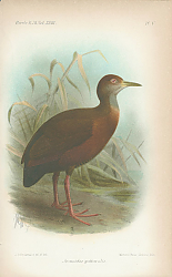 Постер Aramides Gutturalis 1